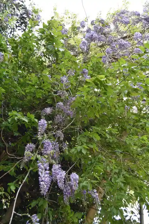 日吉大社の自然