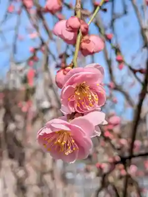 成願寺(東京都)