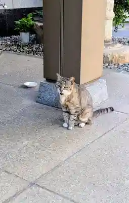 白金氷川神社の動物