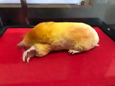 下野 星宮神社(栃木県)