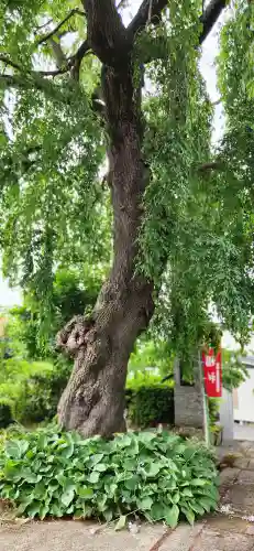 長竜寺(山形県)