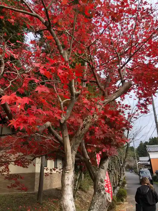 敢國神社の自然