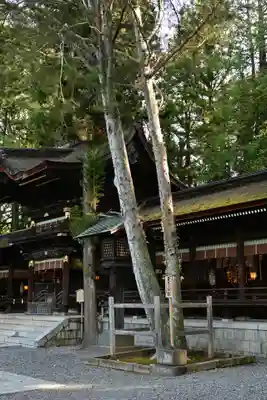 諏訪大社下社秋宮(長野県)