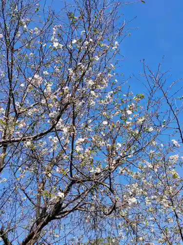 津島神社の自然