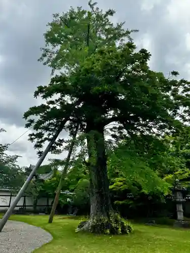 東寺（教王護国寺）(京都府)