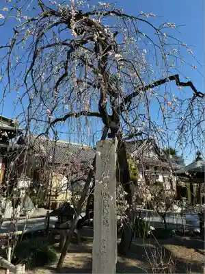 妙法寺(神奈川県)