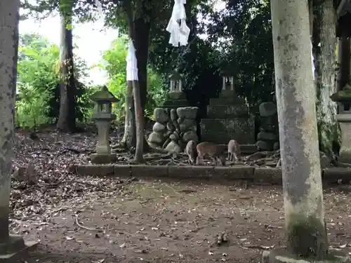 賀茂神社の動物