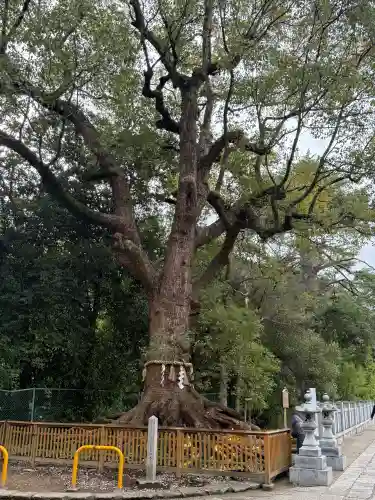 和泉國一之宮　大鳥大社の{uncategorized: "未分類", other: "その他", undefined: "問題あり", building: "その他建物", grave: "お墓", sacred_gate: "鳥居", guardian: "狛犬", statue: "像", buddha: "仏像", history: "歴史", nature: "自然", garden: "庭園", animal: "動物", pagoda: "塔", temizu: "手水舎", mountain_gate: "山門・神門", sanctuary: "本殿・本堂", subordinate: "末社・摂社", art: "芸術", scenery: "景色", jizo: "地蔵", ema: "絵馬", goshuin: "御朱印", omikuji: "おみくじ", items: "授与品その他", amulet: "お守り", goshuincho: "御朱印帳", eats: "食事", festival: "お祭り", votive_dance: "神楽", shichigosan: "七五三参", wedding: "結婚式", experience: "体験その他", initially: "初詣", around: "周辺", anti_infection: "感染症対策"}