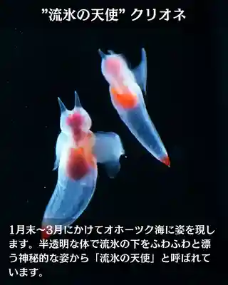 宝光寺(北海道)