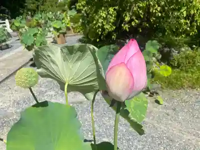 岡寺(龍蓋寺)(奈良県)