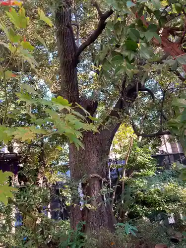 東京大神宮の自然