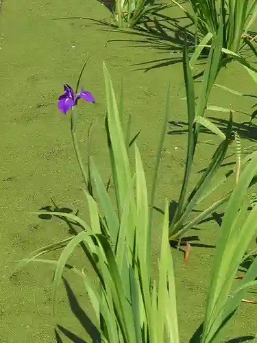 浅澤社（住吉大社境外末社）の自然