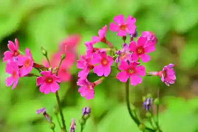 高龍神社の自然