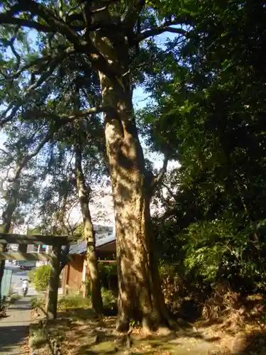 田越神明社（桜山神明社下社）の鳥居