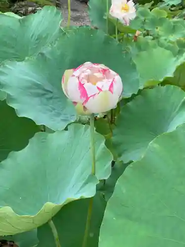 龍興寺（浮見観音）の庭園