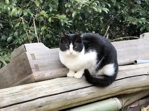 伏見稲荷大社の動物