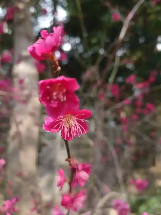 一山神社の自然
