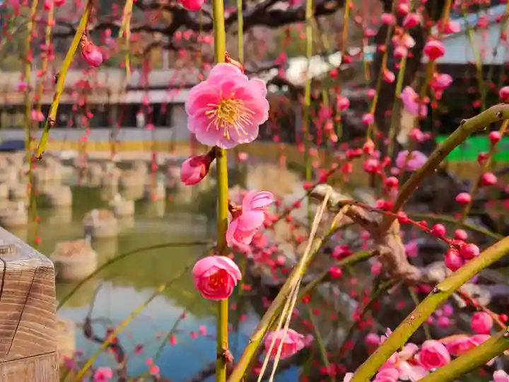 太宰府天満宮の自然