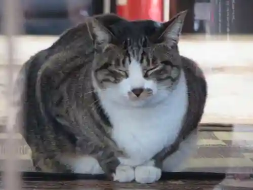 平等寺（因幡堂）の動物