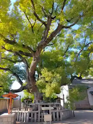 杭全神社(大阪府)