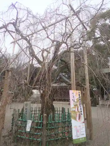 大國魂神社の自然
