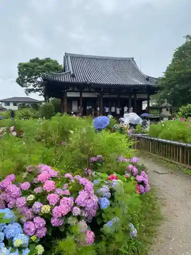 般若寺 ❁﻿コスモス寺❁(奈良県)