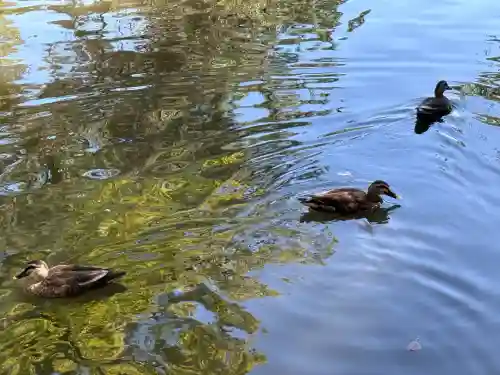 間々田八幡宮の動物