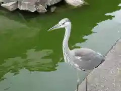 観智院（東寺子院）の動物