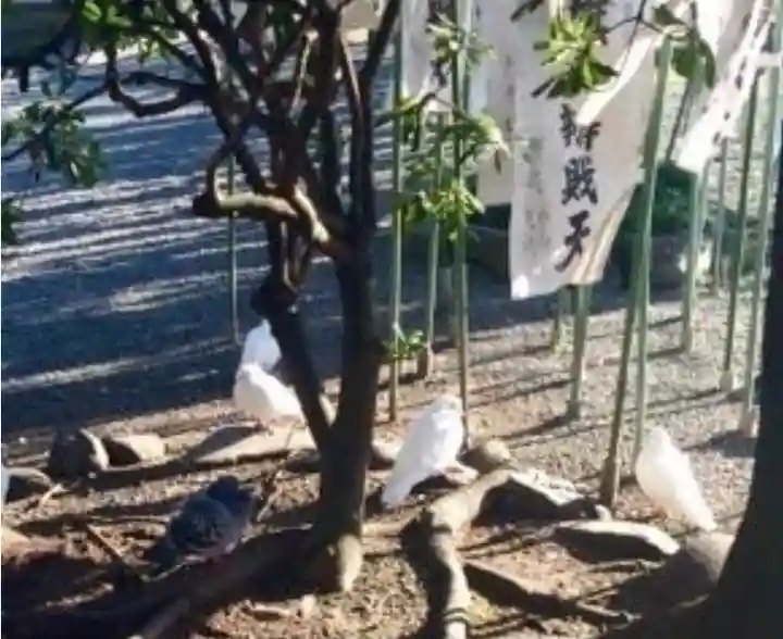 旗上弁財天社の動物