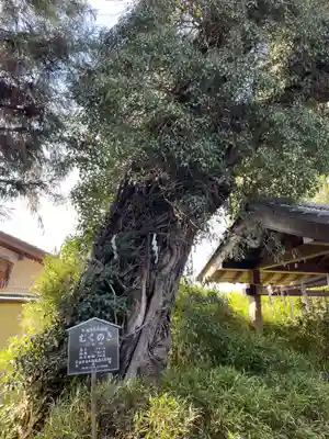 許波多神社（五ケ庄鎮座）(京都府)