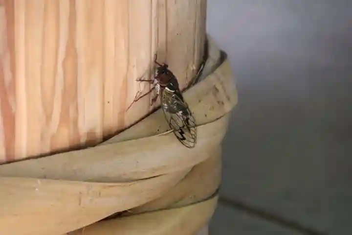 鹿島大神宮の動物