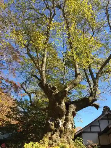 碓氷峠熊野神社の自然