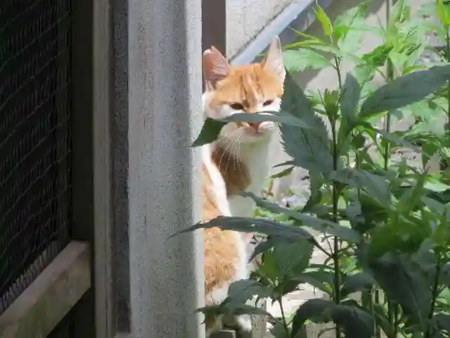 行願寺(革堂)(京都府)