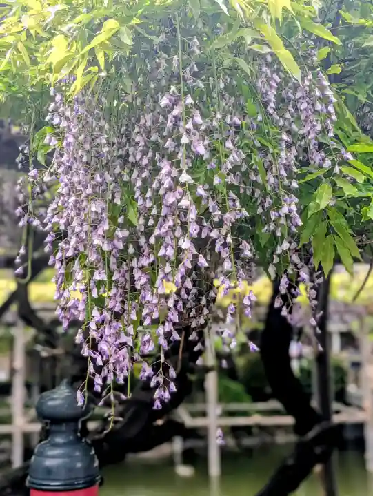 亀戸天神社の{uncategorized: "未分類", other: "その他", undefined: "問題あり", building: "その他建物", grave: "お墓", sacred_gate: "鳥居", guardian: "狛犬", statue: "像", buddha: "仏像", history: "歴史", nature: "自然", garden: "庭園", animal: "動物", pagoda: "塔", temizu: "手水舎", mountain_gate: "山門・神門", sanctuary: "本殿・本堂", subordinate: "末社・摂社", art: "芸術", scenery: "景色", jizo: "地蔵", ema: "絵馬", goshuin: "御朱印", omikuji: "おみくじ", items: "授与品その他", amulet: "お守り", goshuincho: "御朱印帳", eats: "食事", festival: "お祭り", votive_dance: "神楽", shichigosan: "七五三参", wedding: "結婚式", experience: "体験その他", initially: "初詣", around: "周辺", anti_infection: "感染症対策"}