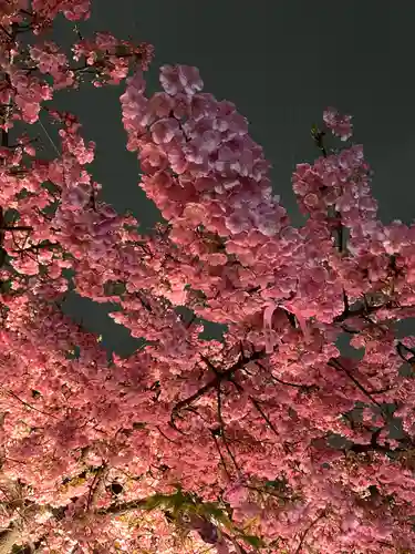 桜神宮(東京都)