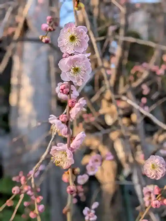 蓮華寺(東京都)