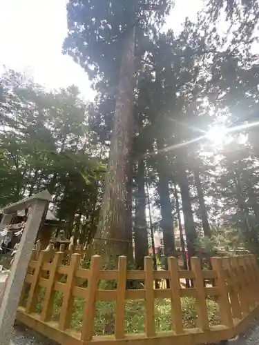 須山浅間神社の自然