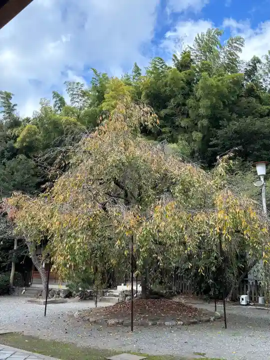 平野神社(京都府)