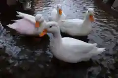 楽法寺（雨引観音）の動物