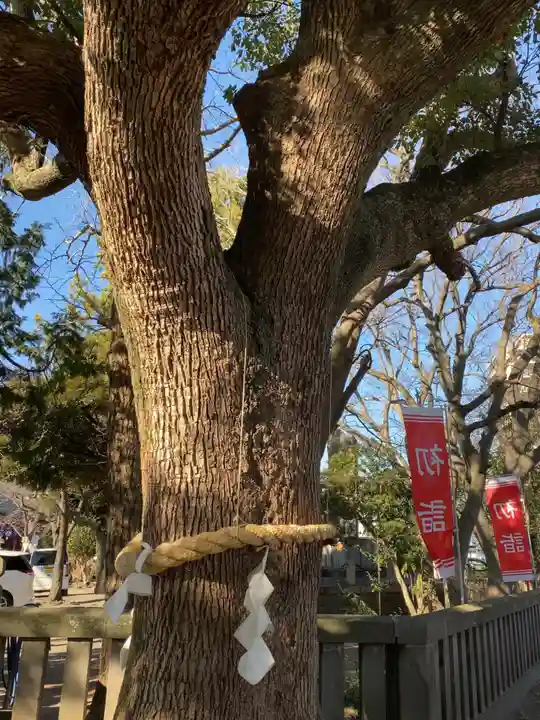 平塚三嶋神社の自然
