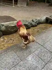 熱田神宮の動物