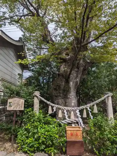 溝口神社(神奈川県)