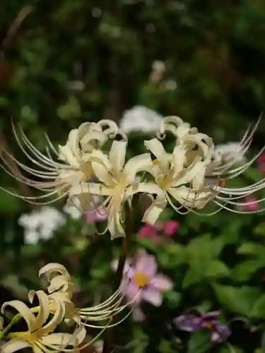 普門寺(切り絵御朱印発祥の寺)の自然