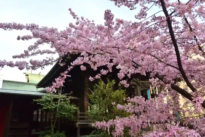 桜神宮(東京都)