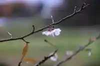 鹿島大神宮の自然