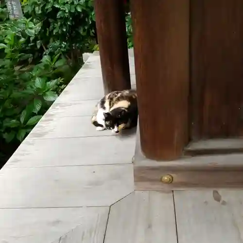 大島稲荷神社の動物
