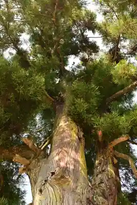 一宮神社(徳島県)