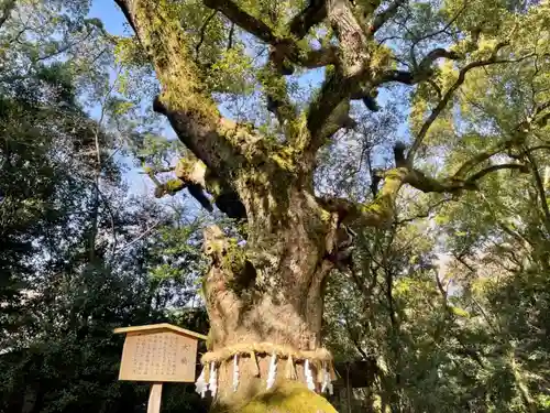 熱田神宮の自然