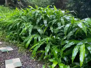 愛宕神社の自然(2020年07月21日(火) 08時09分12秒投稿)