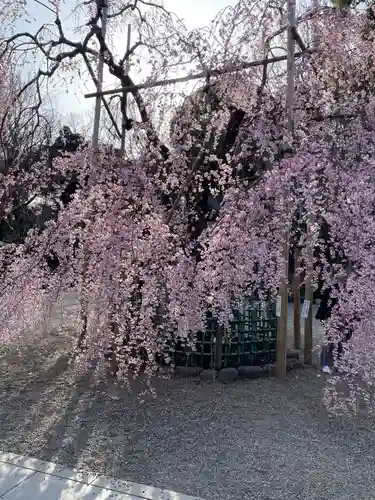 大國魂神社の自然
